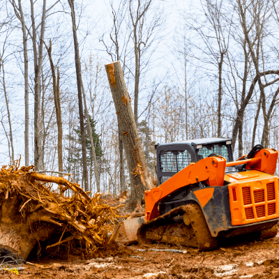 Tree Removal